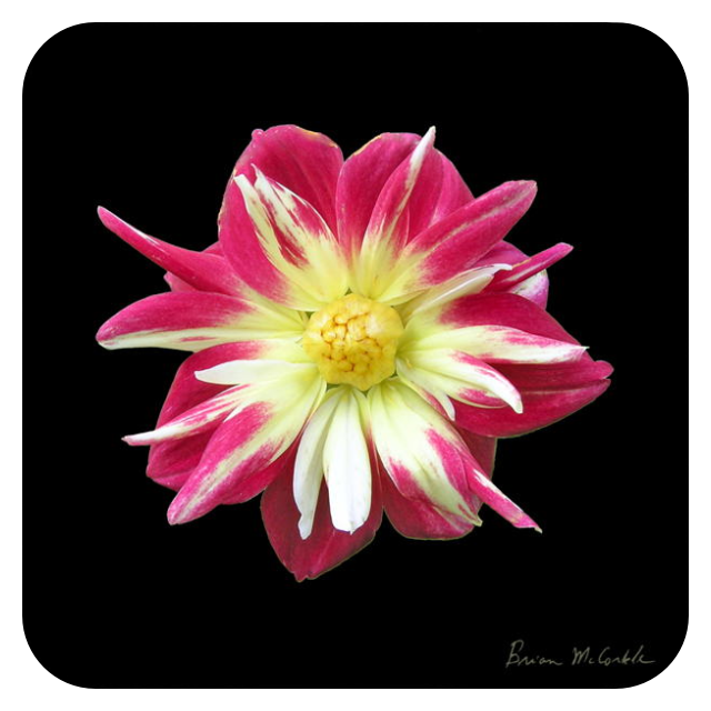 (image for) Hibiscus 4 Black